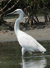 Aigrette roussâtre