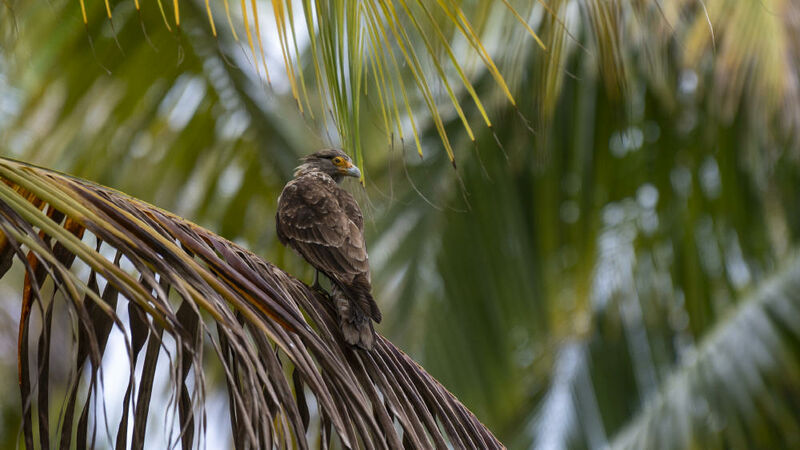 Yellow-headed Caracara