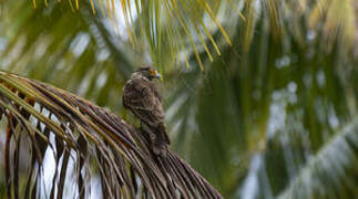 Yellow-headed Caracara