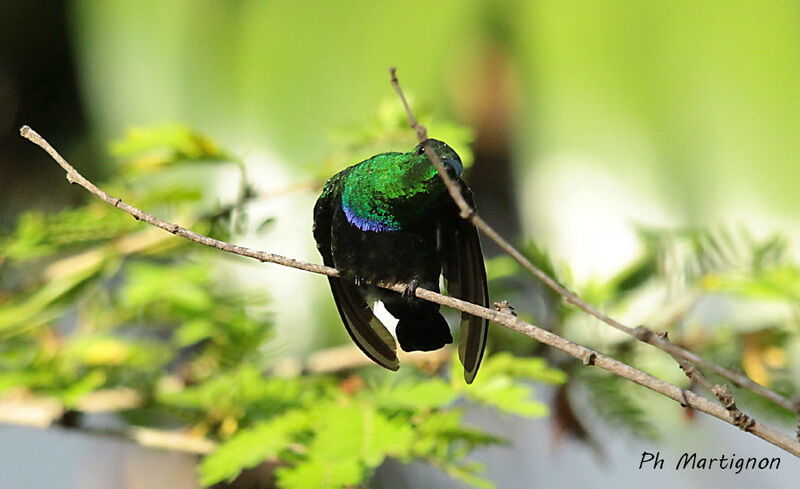 Green-throated Carib, identification