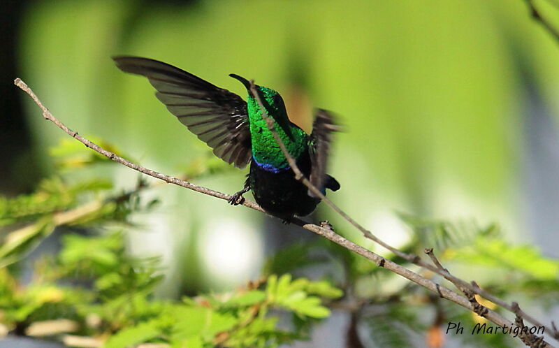 Colibri falle-vert, identification