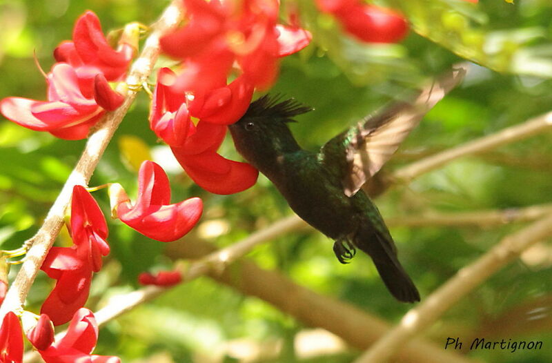 Antillean Crested Hummingbird, identification