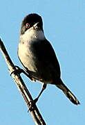 Sardinian Warbler