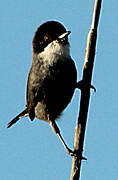 Sardinian Warbler