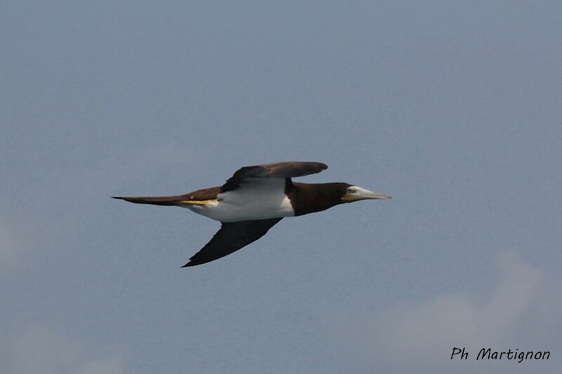 Brown Booby, identification