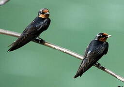 Pacific Swallow