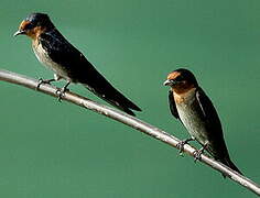 Pacific Swallow