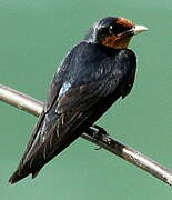 Pacific Swallow