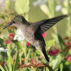 Colibri huppé