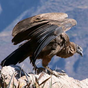 Condor des Andes