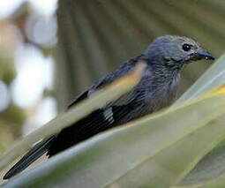 Tangara glauque