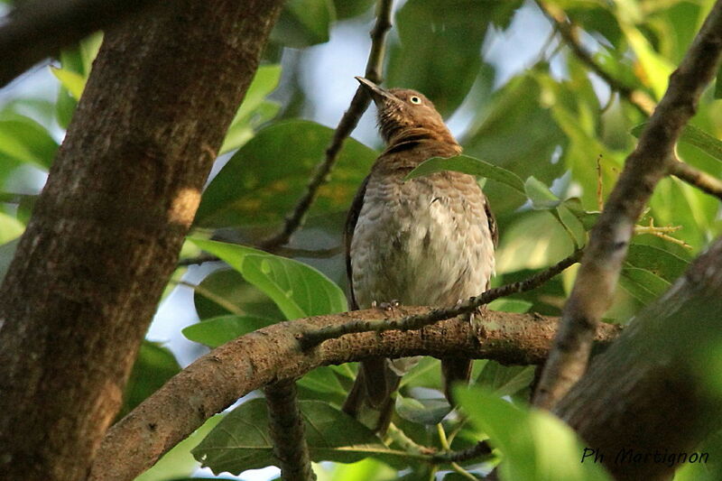 Scaly-breasted Thrasher, identification