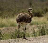 Lesser Rhea