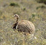 Lesser Rhea