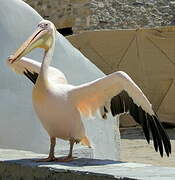 Great White Pelican