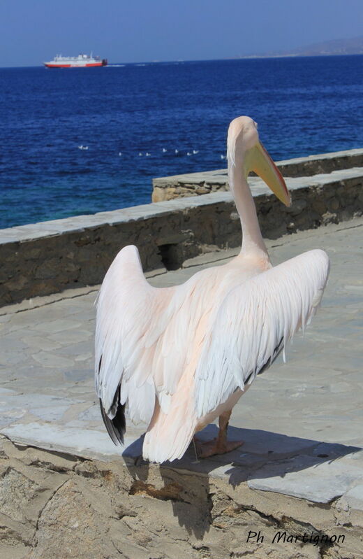 Great White Pelican, identification