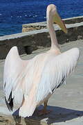 Great White Pelican