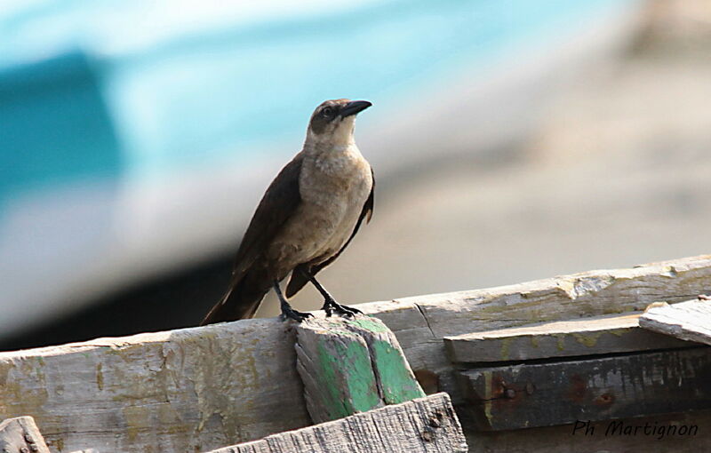 Great-tailed Grackle female, identification