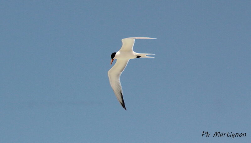 Caspian Tern, identification