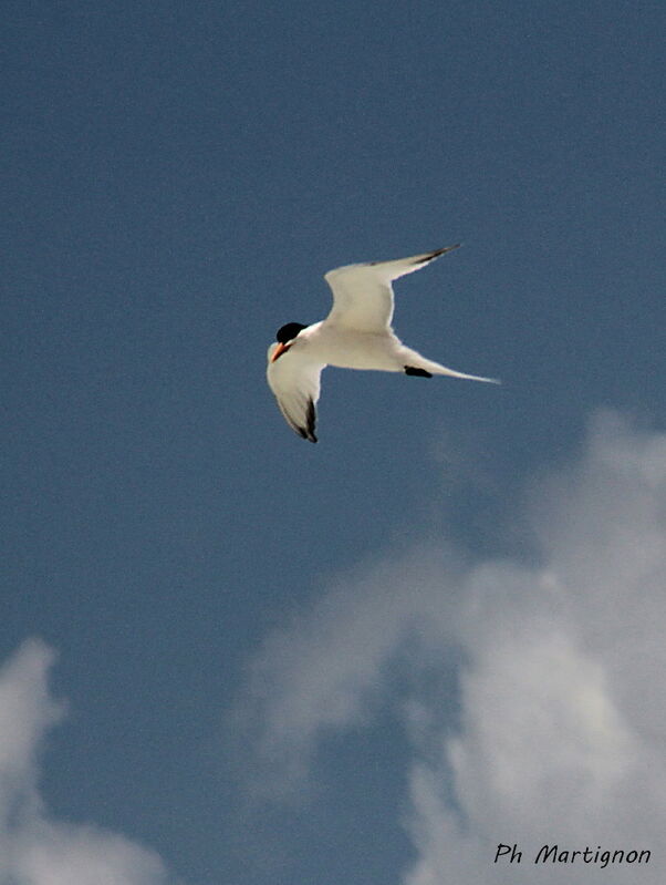 Caspian Tern, identification
