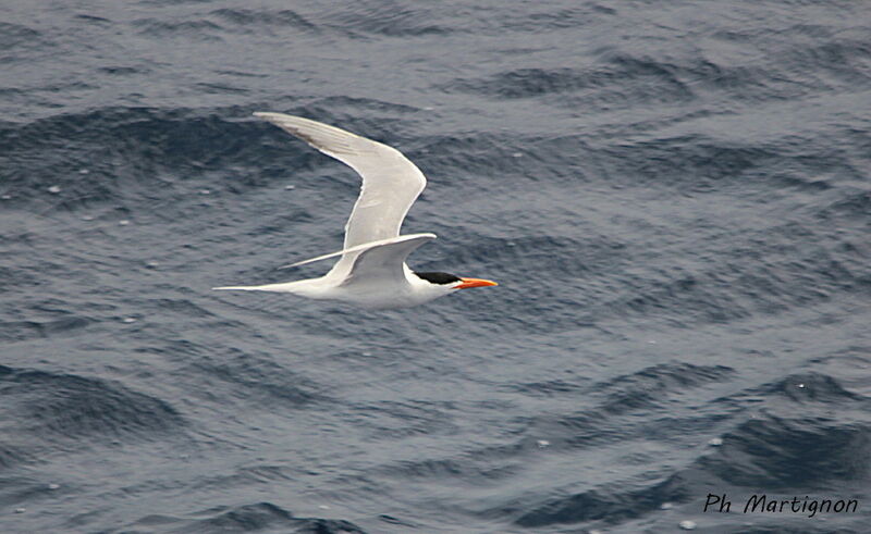 Royal Tern, identification