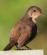 Southern House Wren