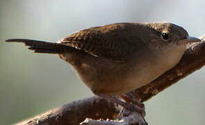 Southern House Wren