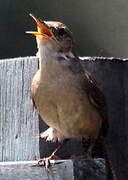 Southern House Wren