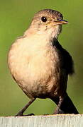 Southern House Wren