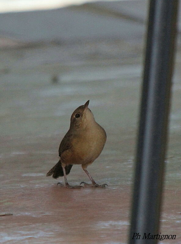 Troglodyte austral, identification