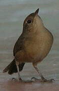 Southern House Wren