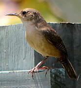 Southern House Wren