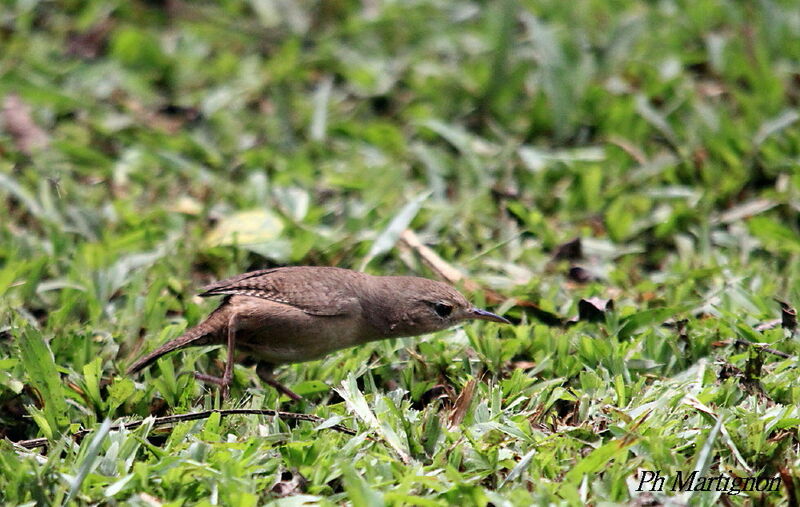 Troglodyte austral