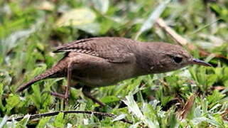 Southern House Wren