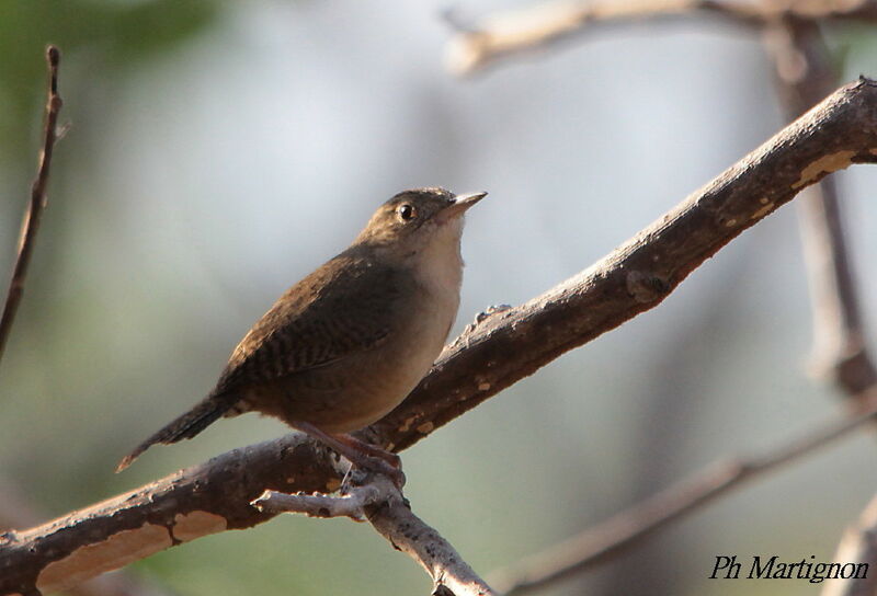 Southern House Wren, identification