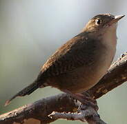 Southern House Wren