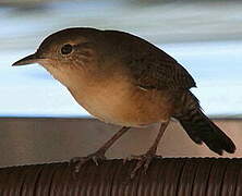 Southern House Wren