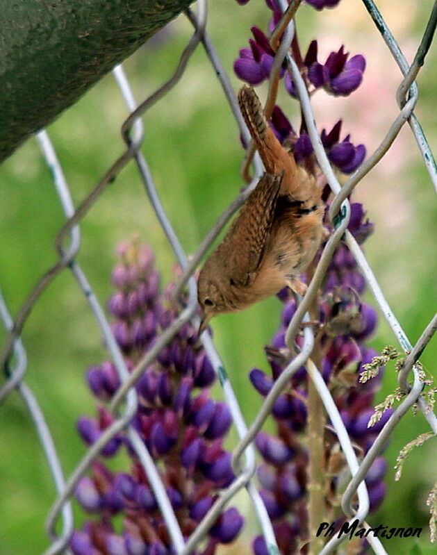 Southern House Wren