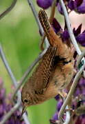 Southern House Wren