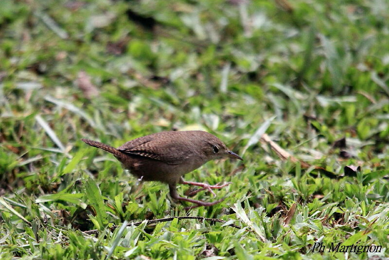 Southern House Wren