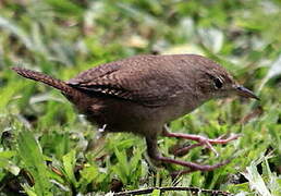 Southern House Wren