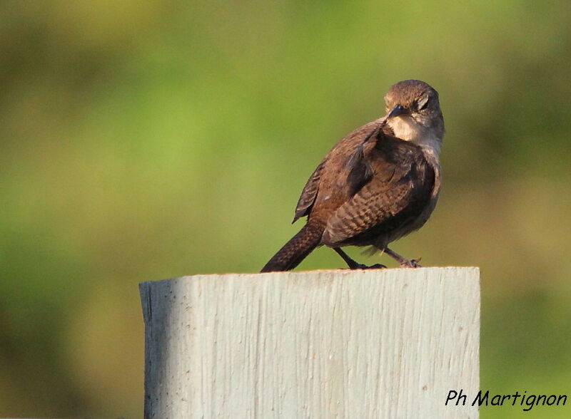 Southern House Wren, identification