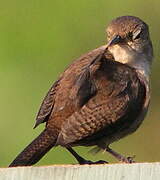 Southern House Wren