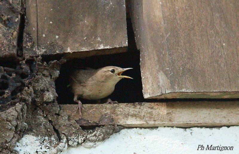 Southern House Wren