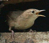 Southern House Wren