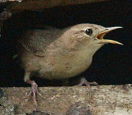 Troglodyte austral