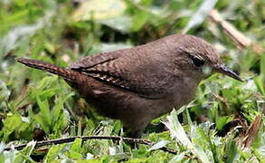 Southern House Wren