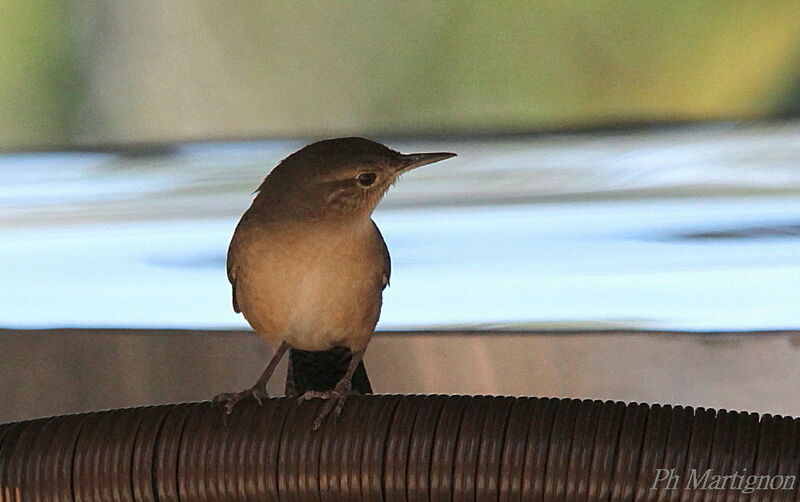 Southern House Wren, identification