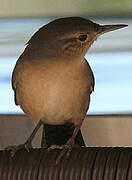 Southern House Wren