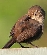 Southern House Wren